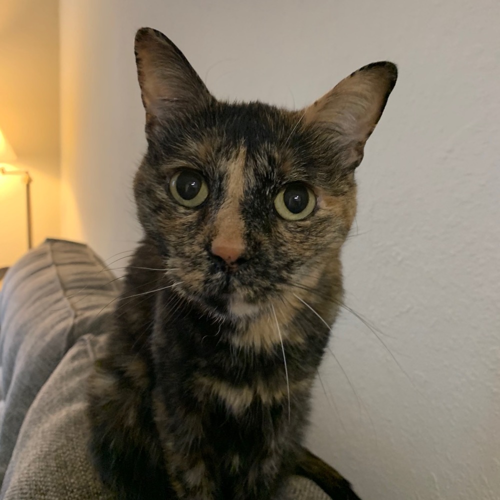 Meet your Posher, Lyra